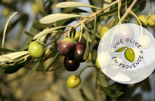 Ancien IRCE une olive en provence